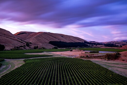 Top drops - Annual Pinot Noir Report published