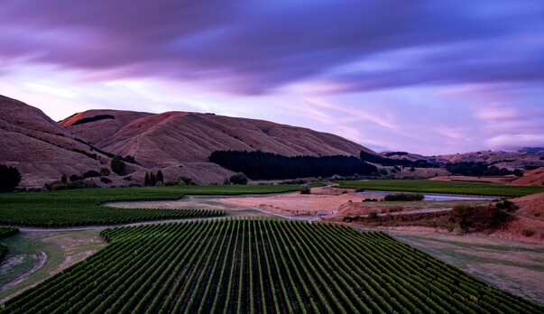 Top drops - Annual Pinot Noir Report published