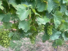 Dry whites from 2025 wines shine light on quality