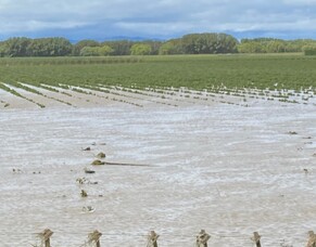 Hawke's Bay Winegrowers launch relief fundraiser