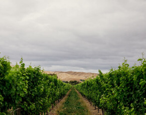 Are single vineyard wines better?