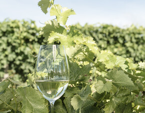 Wine of the week - Italian Petite Arvine