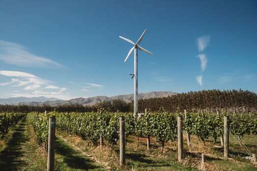 State of Chardonnay in New Zealand