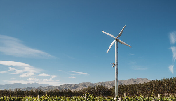 State of Chardonnay in New Zealand