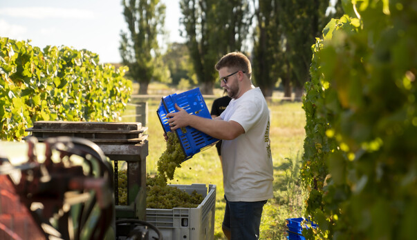 Chardonnistas bring it home in 2024