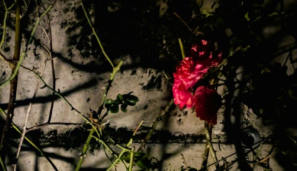 Seeds of Hope: 2025/26 Grant Recipients