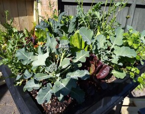 Māra Kai/Food Garden at St Peter Chanel, Whakatāne, Āotearoa New Zealand