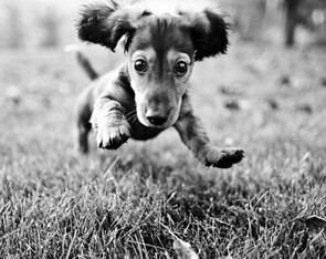 Dr Sarah Clarke-Royfee