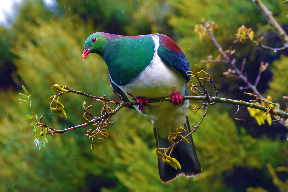 global-veterinary-services-bird-and-reptile-vets-waikato