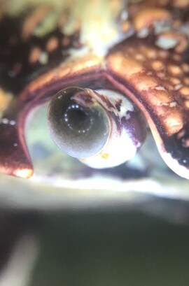 Diagnosis & Treatment