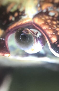 Diagnosis & Treatment