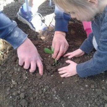 Sprouts child planting garden
