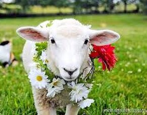 Waiau Pa School Calf Club - A Day of Fun, Farming, and Fundraising!