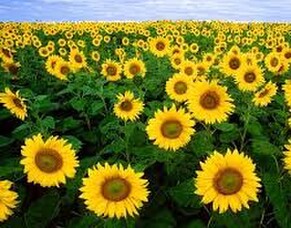 Sunflower Flower Essence