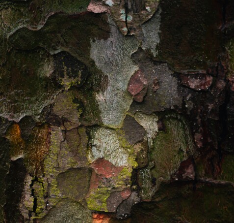 Bay of plenty accommodation organic