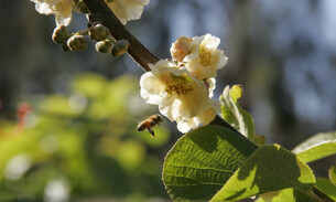 Opotiki accommodation nature