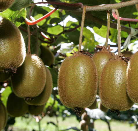 Bay of plenty accommodation kiwifruit orchard