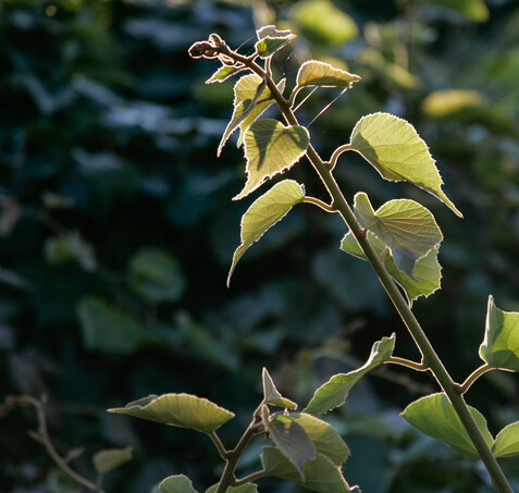 Bay of plenty accommodation peaceful