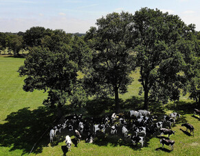 Summer Resilience on Farm: Key Priorities to Protect Stock, Pasture and Infrastructure