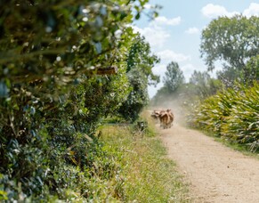 Vertical Grazing, Growing Resilience from the Soil Up