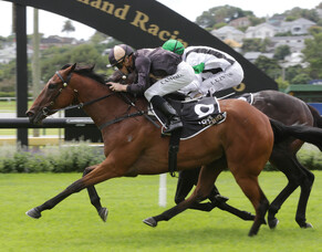 Northland Breeders first-up for Lickety Split