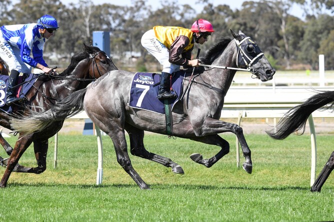 Sully will contest the Listed WJ McKell Cup (2000m) at Rosehill on Saturday.           Photo: Brett Holburt (Race Images)
