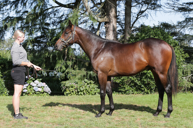 Lot 187, the Proisir colt out of Group One-producing mare Leigh Valley.   - Photo: Supplied