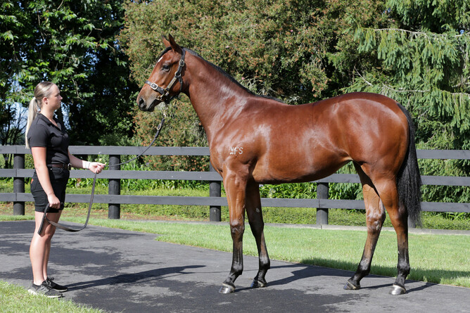 Lot 803 Pierata x Princess Siri f. - Photo: Trish Dunell
