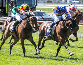 Dragon Storm takes out thrilling New Zealand Cup
