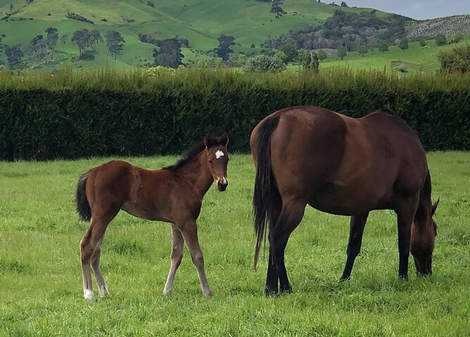 Miss Raggedy Ann's 2020 Astern filly with her foster mum.