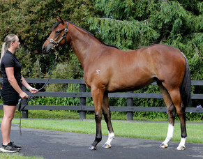Wentwood Grange return to the Gold Coast