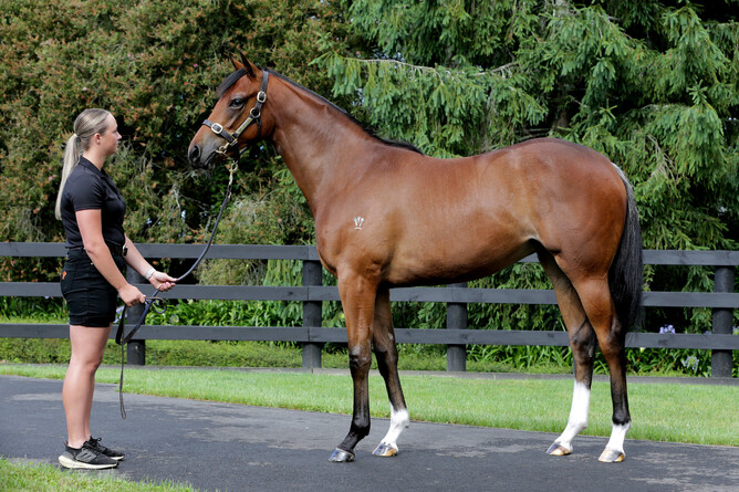 Lot 23 St Mark's Basilica x Thinkyoucandance f. - Photo: Trish Dunell