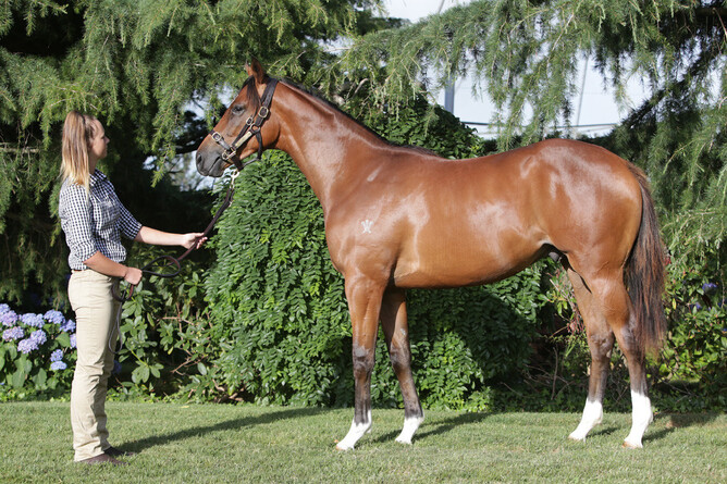 Hoard The Bourbon pictured as a yearling in early 2020. - Photo: Supplied