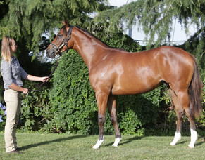 Hoard The Bourbon on Guineas path