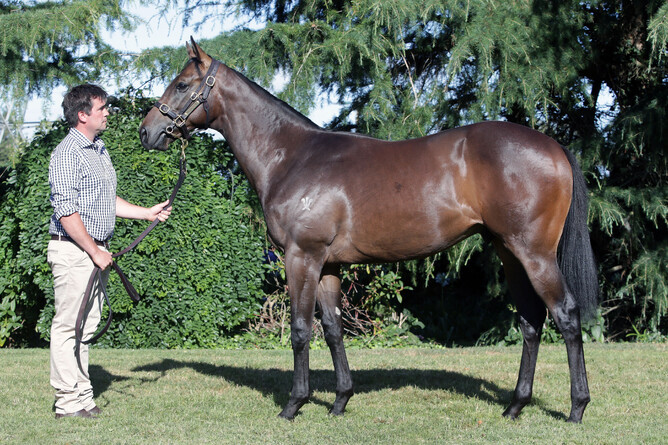 Lot 658, the Teofilo colt out of Hy Fuji - a full-brother to Kermadec. - Photo: Trish Dunell