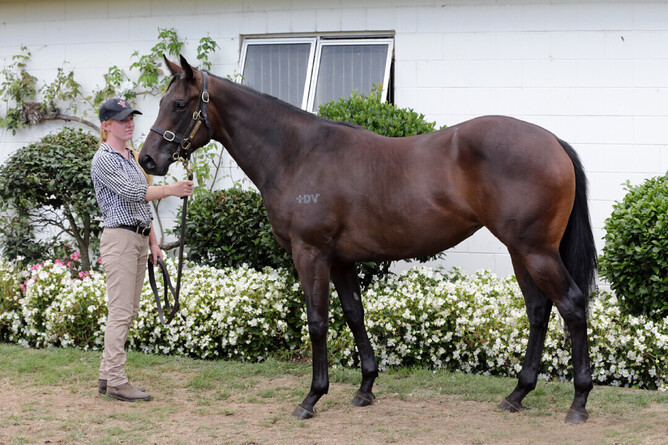 Quintessa pictured as a yearling at Wentwood.