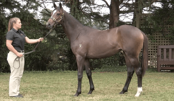 High Emocean pictured at Wentwood Grange as a yearling. - Photo: Eclare Productions