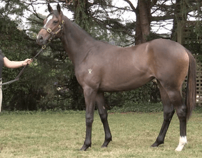 High Emocean a quality stayer in the making