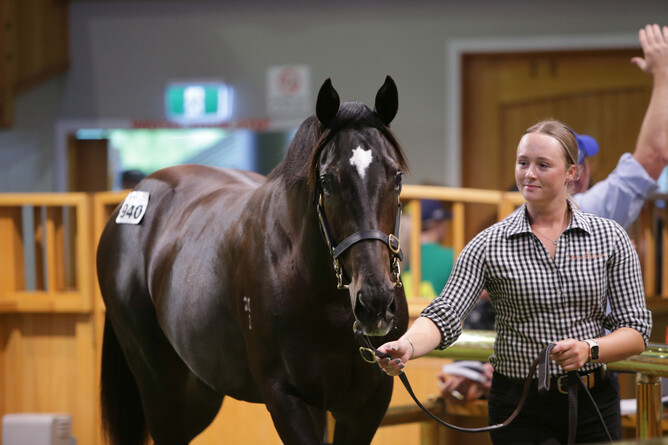 Brooke Hawthorne leads her pinhooked Impending colt through the Karaka sale ring - Photo: Trish Dunell