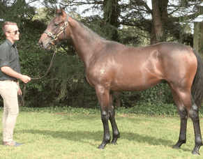 Avondale win for Make Time