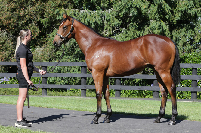 Lot 142  Sword of State x Alloro  c. - Photo: Trish Dunell