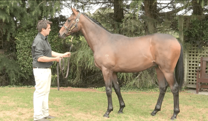 Dragon Storm pictured as a yearling with Dean Hawkins at Wentwood Grange - Photo: Eclare Productions