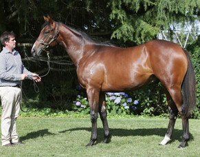 Strombus could earn chance at Dance