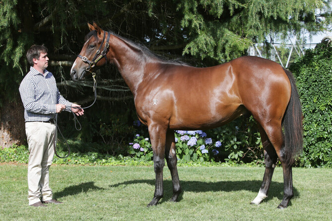 Strombus pictured as a yearling at Wentwood Grange - Photo: Trish Dunell