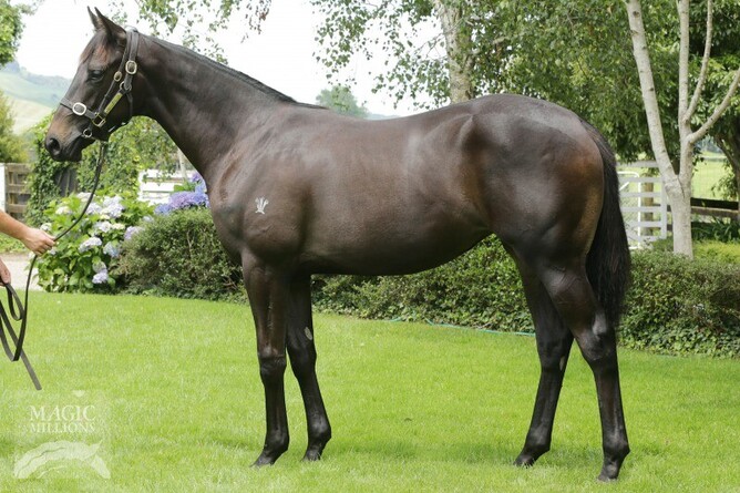 Easifar pictured at Wentwood Grange - Photo: Trish Dunell