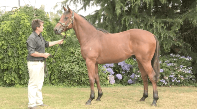 Kolding pictured as a yearling at Wentwood Grange with Dean Hawkins - Photo: Eclare Productions