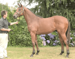 Kolding smashes A$6 million in stakes