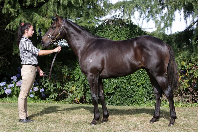 With Your Blessing pictured as a yearling at Wentwood Grange - Photo: Trish Dunell