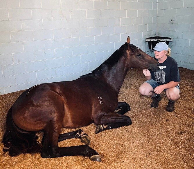 Hannah with the Darci Brahma x Nancy colt
