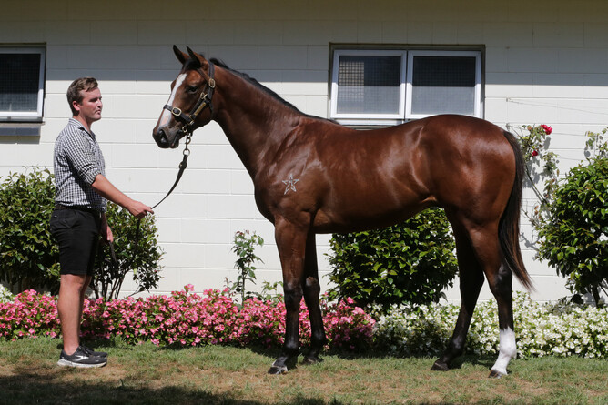 Affirmative Action pictured as a yearling at Wentwood. - Photo: Trish Dunell